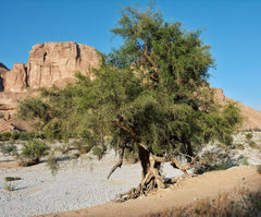 SIDR TREE